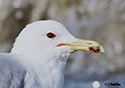 Larus californicus